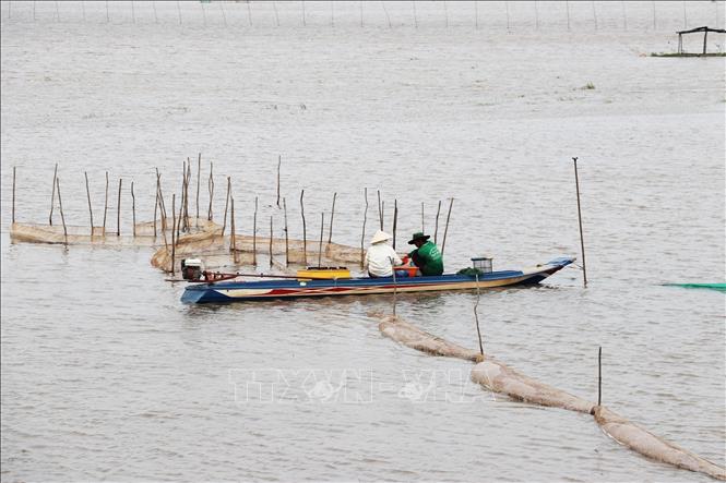 Người dân chủ động tận dụng lợi thế mùa nước nổi để gia tăng thu nhập. Ảnh: Hữu Chí - TTXVN