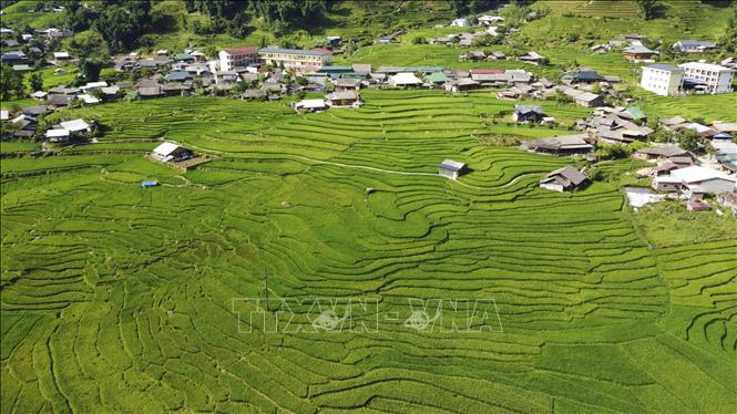 Bản làng thanh bình giữa mùa lúa xanh ở Tả Van. Ảnh: Hương Thu - TTXVN