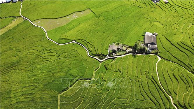 Bản làng thanh bình giữa mùa lúa xanh ở Tả Van. Ảnh: Hương Thu-TTXVN