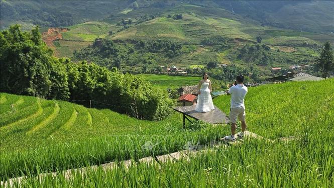Mùa lúa xanh Tả Van thu hút đông du khách đến tham quan, trải nghiệm. Ảnh: Hương Thu-TTXVN