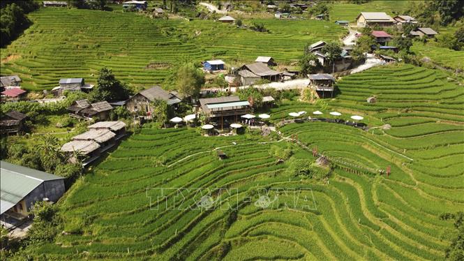 Bản làng thanh bình giữa mùa lúa xanh ở Tả Van. Ảnh: Hương Thu-TTXVN
