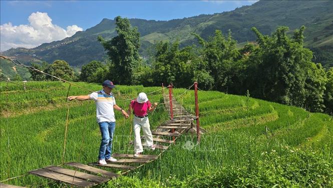 Mùa lúa xanh Tả Van thu hút đông du khách đến tham quan, trải nghiệm. Ảnh: Hương Thu-TTXVN