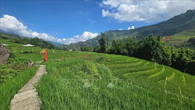 Những con đường nhỏ giữa cánh đồng lúa là điểm đi bộ, trải nghiệm lý tưởng của du khách khi tới Tả Van. Ảnh: Hương Thu-TTXVN