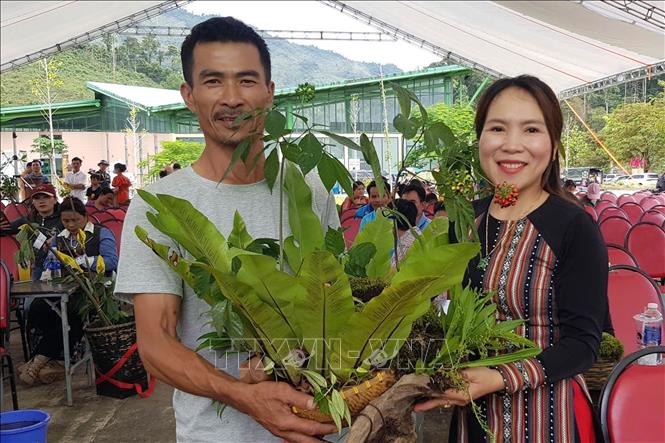 Chủ nhân các cây Sâm Ngọc Linh giới thiệu sản phẩm tại hội thi. Ảnh: Trần Tĩnh - TTXVN  