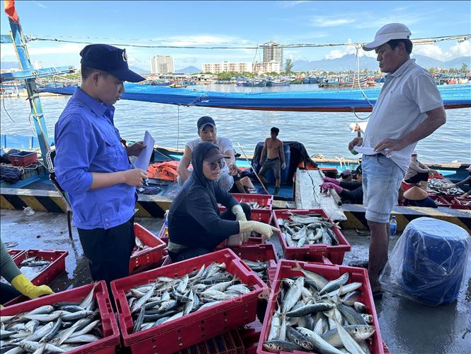 Tho Quang Port staff check fishing boats returning after their offshore trips. VNA Photo: Đỗ Trưởng 