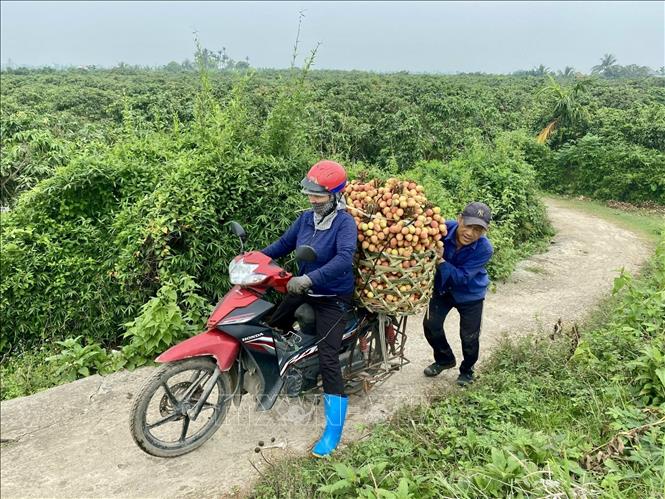 Farmers in Hai Phong harvest lychees. VNA Photo: Mạnh Minh