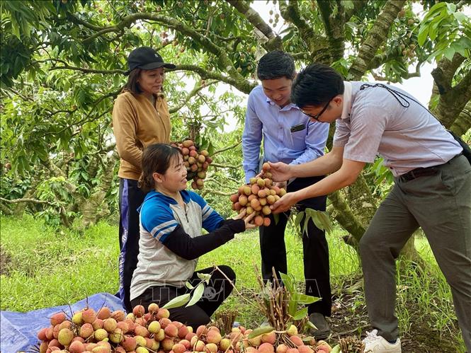Representative of AEON Japan's distributor surveys Hai Phong lychee growing area in 2025. VNA Photo: Mạnh Minh