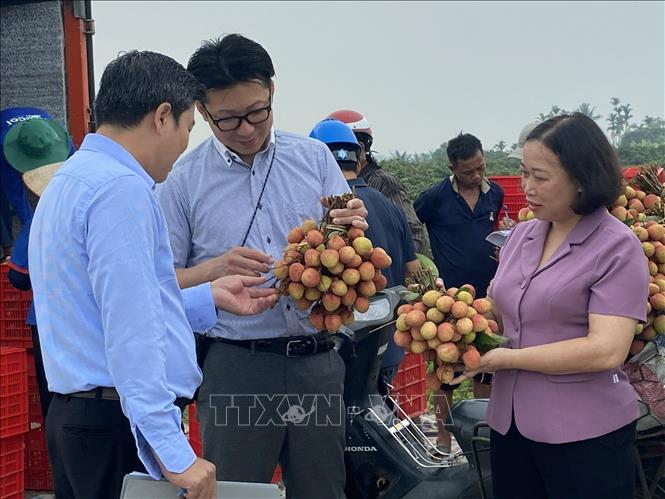 Representatives of AEON Japan's distributor survey Hai Phong lychee growing area in 2025. VNA Photo: Mạnh Minh