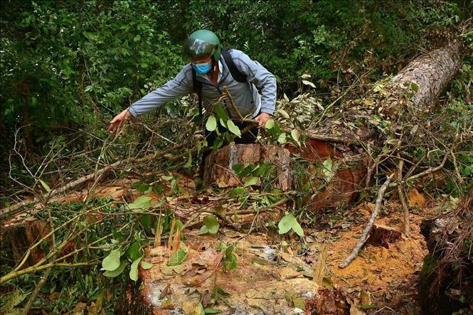 Hiện trường vụ khai thác trái phép 68 cây thông cổ thụ tại xã Phú Sơn Lâm Hà. Ảnh TTXVN phát