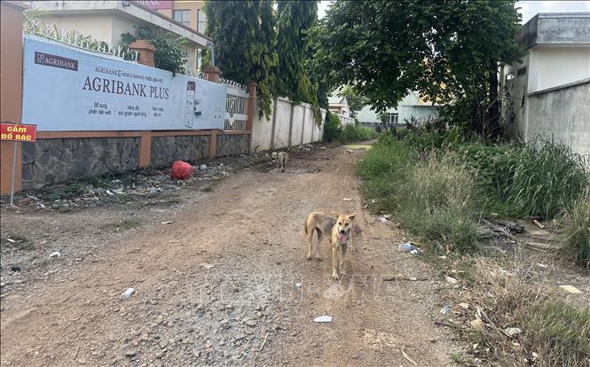 Nuôi chó thả rông trong khu dân cư khi không có các biện pháp bảo vệ tiềm ẩn nhiều nguy hiểm. Ảnh: Đậu Tất Thành - TTXVN