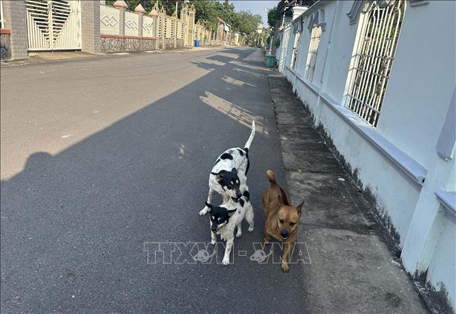 Nuôi chó thả rông trong khu dân cư khi không có các biện pháp bảo vệ tiềm ẩn nhiều nguy hiểm. Ảnh: Đậu Tất Thành – TTXVN