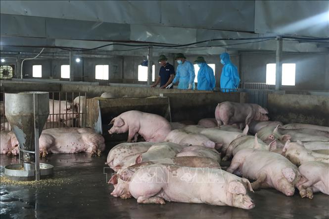 Công tác phòng chống dịch tả lợn châu Phi tại trang trại chăn nuôi lợn an toàn sinh học ở xã Phùng Nguyên, tỉnh Phú Thọ. Ảnh: Nguyễn Văn Cảnh-TTXVN