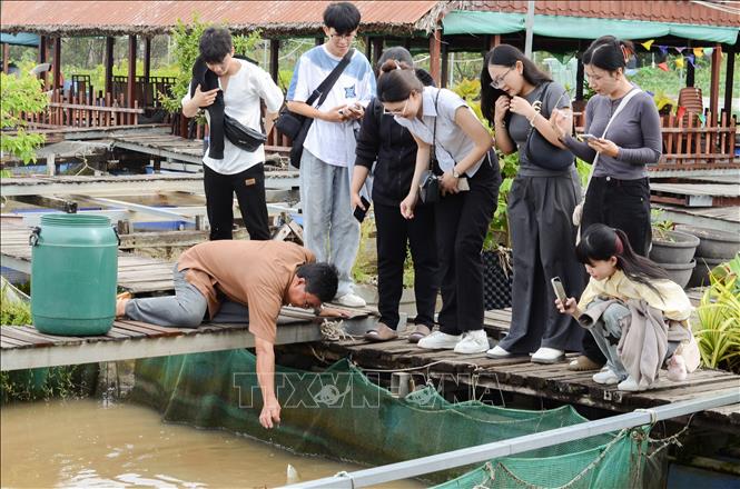 Du khách xem cá mang rổ săn mồi tại bè cá Bảy Bon ở Cồn Sơn. Ảnh: Thanh Liêm - TTXVN