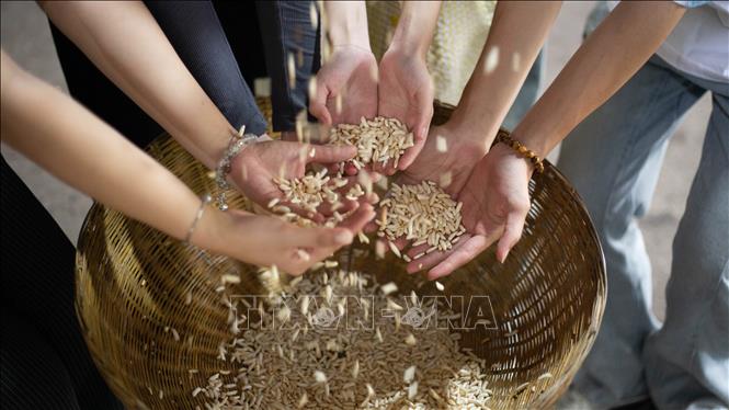 Những hạt cốm gạo ở Cồn Sơn giúp du khách như được trở về tuổi thơ. Ảnh: Thanh Liêm - TTXVN