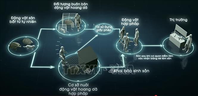 Hình ảnh trong Bộ phim đề xuất ban hành Danh mục động vật hoang dã được phép nuôi thương mại tại Việt Nam. Ảnh: Diệu Thúy- TTXVN