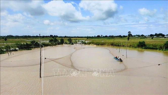 Người dân An Giang đặt vó đánh bắt cá trên cánh đồng ngập nước ở vùng biên giới. Ảnh: Công Mạo-TTXVN