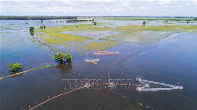 Cánh đồng vùng biên giới phường Vĩnh Tế, tỉnh An Giang đẹp như tranh vào mùa nước nổi. Ảnh: Công Mạo-TTXVN