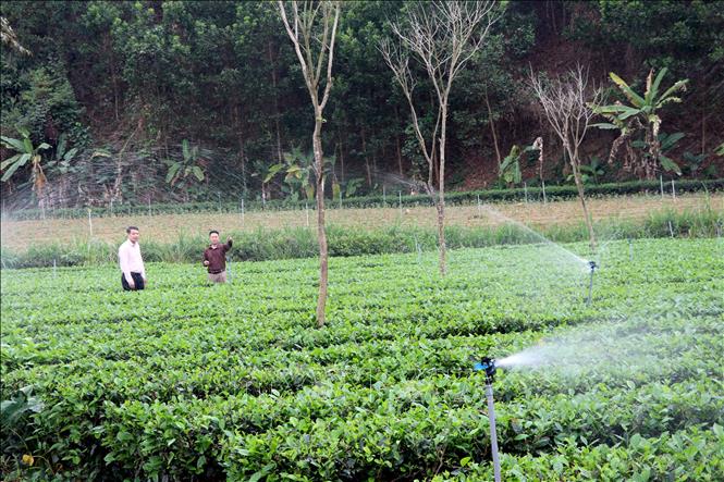 Từ nguồn vốn vay của Ngân hàng chính sách xã hội, ông Đoàn Văn Thạnh (áo nâu), thôn Trung Long, xã Tân Trào (Tuyên Quang) đã đầu tư hệ thống tưới nước phun sương tự động cho vườn chè của gia đình. Ảnh: Hoàng Hải - TTXVN