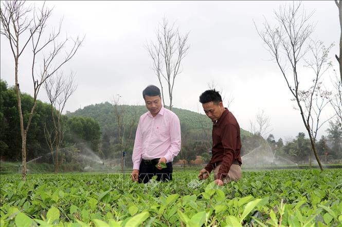Cán bộ Phòng giao dịch Ngân hàng chính sách xã hội Sơn Dương (Tuyên Quang) đi thăm vườn chè của hộ gia đình anh Đoàn Văn Thạnh, thôn Trung Long, xã Tân Trào. Ảnh: Hoàng Hải - TTXVN
