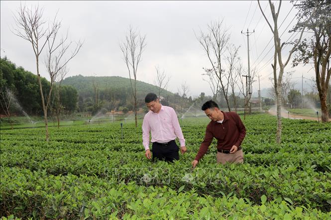 Cán bộ Phòng giao dịch Ngân hàng chính sách xã hội Sơn Dương đi thăm vườn chè của hộ gia đình anh Đoàn Văn Thạnh, thôn Trung Long, xã Tân Trào (Tuyên Quang). Ảnh: Hoàng Hải - TTXVN
