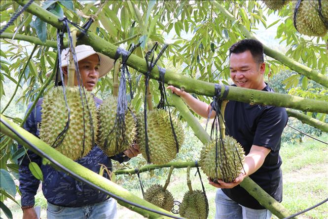 Mô hình trồng cây sầu riêng ứng dụng nông nghiệp công nghệ cao của trang trại Sakura Farm (xã Đông Khánh Sơn, Khánh Hòa). Ảnh: Nguyễn Thành – TTXVN