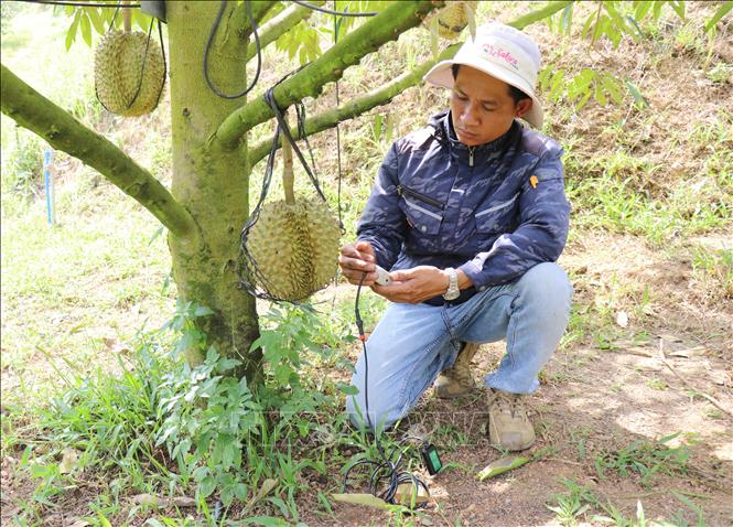 Kỹ thuật viên của trang trại Sakura Farm (xã Đông Khánh Sơn, Khánh Hòa) sử dụng thiết bị kiểm tra, phân tích, chẩn đoán “sức khỏe” của đất trồng cây sầu riêng, đưa ra các chỉ số chính xác và khuyến nghị phương án xử lý kịp thời. Ảnh: Nguyễn Thành – TTXVN