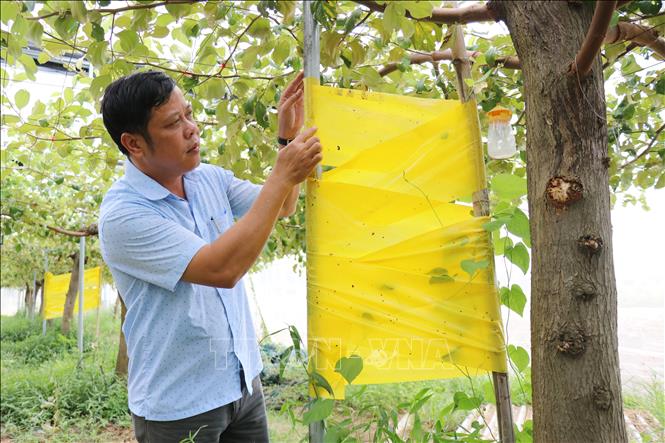 Tiến sĩ Phan Công Kiên, Phó Viện trưởng Viện Nghiên cứu Bông và Phát triển Nông nghiệp Nha Hố (phường Đô Vinh, tỉnh Khánh Hòa) kiểm tra mô hình trồng táo trong nhà lưới lắp đặt hệ thống bẫy sinh học tiêu diệt côn trùng. Ảnh: Nguyễn Thành – TTXVN