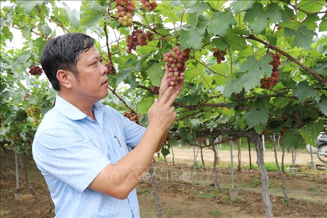 Tiến sĩ Phan Công Kiên, Phó Viện trưởng Viện Nghiên cứu Bông và Phát triển Nông nghiệp Nha Hố (phường Đô Vinh, tỉnh Khánh Hòa) kiểm tra mô hình vườn cây đầu dòng trồng giống nho đỏ mới NH01-16. Ảnh: Nguyễn Thành – TTXVN