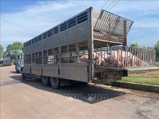 Phương tiện chở 220 con lợn bị lực lượng chức năng bắt giữ. Ảnh: TTXVN phát