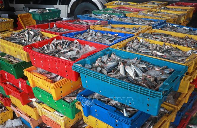 Fishes collected at the Ong Doc River port in the southernmost province of Ca Mau. VNA Photo: Huỳnh Anh