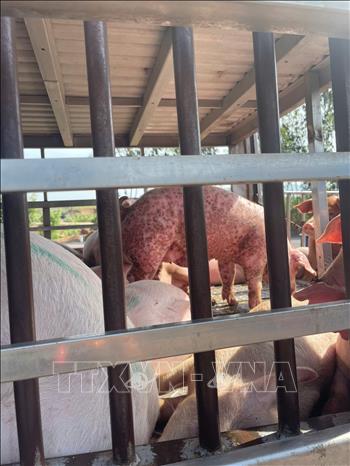 Một số con lợn có dấu hiệu bị bệnh dịch tả lợn châu Phi. Ảnh: TTXVN phát