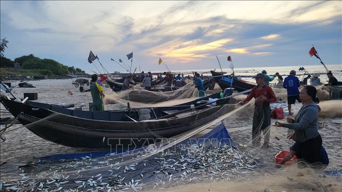 Các con thuyền đầy ắp khoang cá trích chỉ sau vài giờ đi biển. Ảnh: Thanh Thuỷ-TTXVN