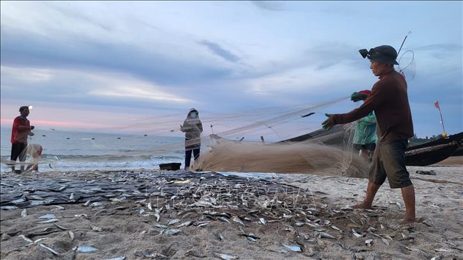 Các con thuyền đầy ắp khoang cá trích chỉ sau vài giờ đi biển. Ảnh: Thanh Thuỷ-TTXVN