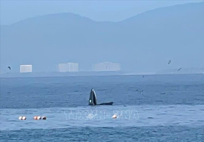 It remains unclear whether the three sightings involved the same whale or different individuals. VNA/Photo by courtesy