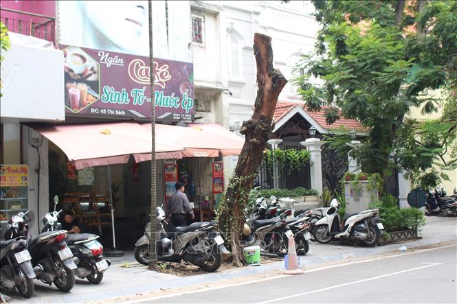 Cây chết trên phố Thi Sách được xử lý cắt triệt tiêu. Ảnh: Nguyễn Thắng - TTXVN