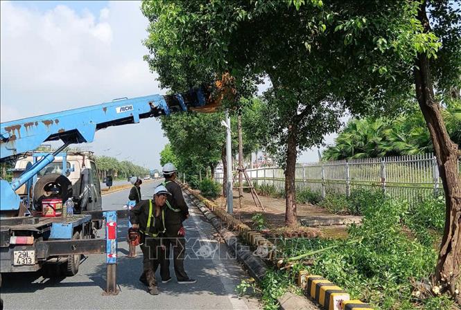 Dự kiến khối lượng chặt hạ cây sâu mục, chết khô, nguy hiểm, giải tỏa cây đổ, cành gãy năm 2025 khoảng 1.300 cây. Ảnh: Nguyễn Thắng - TTXVN