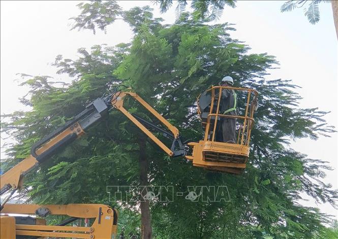 Công nhân Xí nghiệp quản lý cắt sửa cây xanh vén tán, cắt tỉa cây xanh. Ảnh: Nguyễn Thắng - TTXVN