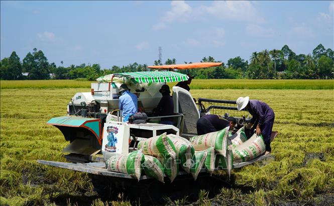 Nông dân xã Vĩnh Hòa Hưng (An Giang) thu hoạch lúa Hè Thu. Ảnh: Văn Sĩ - TTXVN                               