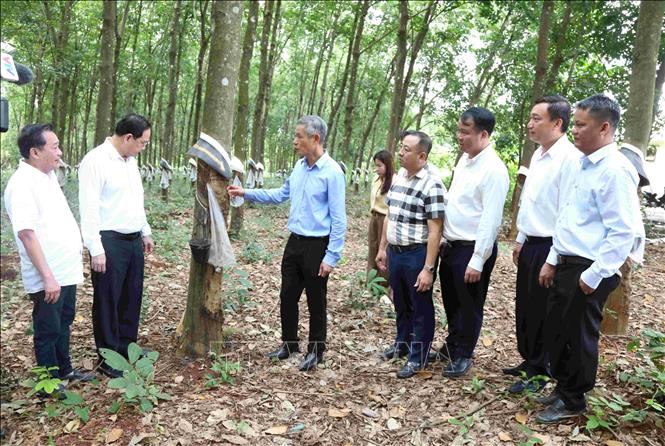 Đại sứ Nguyễn Minh Vũ (thứ ba, từ trái sang) thăm vườn cao su của Công ty TNHH Phát triển Cao su Hoàng Anh Mang Yang K thuộc Tập đoàn Công nghiệp cao su Việt Nam, trên địa bàn tỉnh Ratanakiri, Campuchia. Ảnh: Huỳnh Thảo - PV TTXVN tại Campuchia