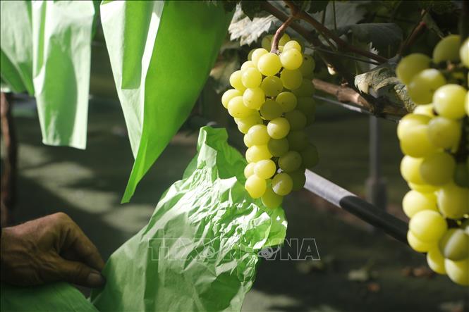 Thinh Hong Agricultural Cooperative invests in protective wrapping from the Republic of Korea to preserve products. VNA Photo: Bích Huệ
