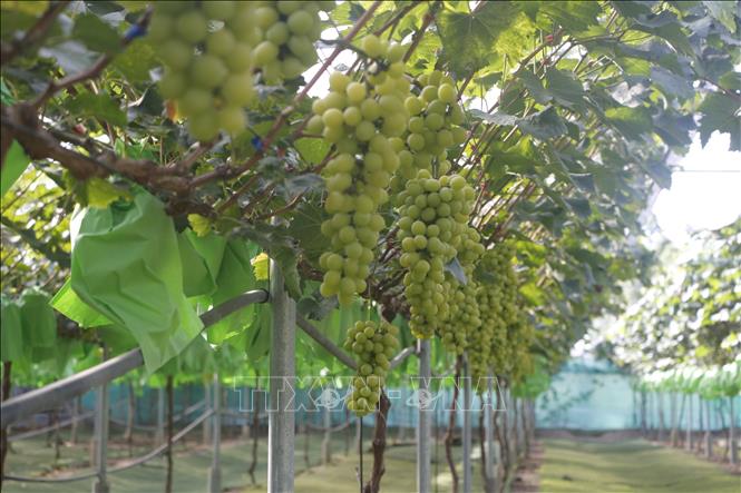 Organic grape clusters of Thinh Hong Agricultural Cooperative. VNA Photo: Bích Huệ