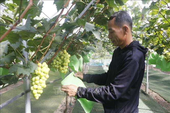 Modern care methods for organic grapes at Thinh Hong Agricultural Cooperative. VNA Photo: Bích Huệ