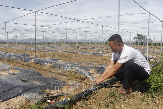 Thanh Vinh Agricultural Cooperative (Hung Nguyen Nam commune) invests in a drip irrigation system for organic crop production. VNA Photo: Bích Huệ