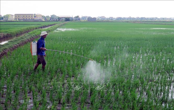 Nông dân xã Xuân Giang (Ninh Bình) phun thuốc trừ sâu cho lúa. Ảnh: Thái Thuần – TTXVN                 