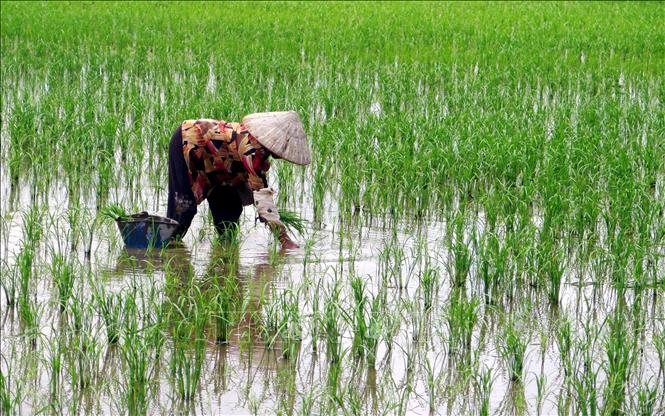 Nông dân xã Xuân Trường (Ninh Bình) cấy dặm diện tích lúa bị thiệt hại do bão. Ảnh: Thái Thuần – TTXVN                           