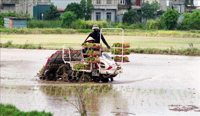 Nông dân xã Xuân Trường (Ninh Bình) xạ lúa mùa. Ảnh: Thái Thuần – TTXVN                         