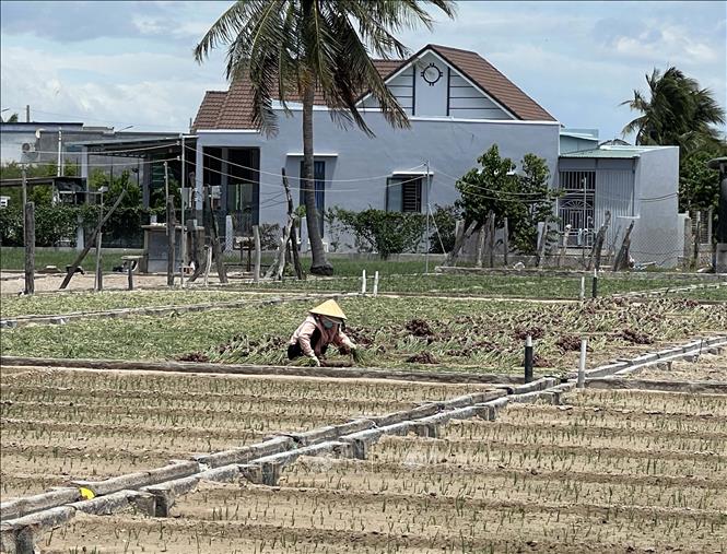Nông dân ở xã Vĩnh Hải (Khánh Hòa) trồng hành tím. Ảnh: Công Thử - TTXVN