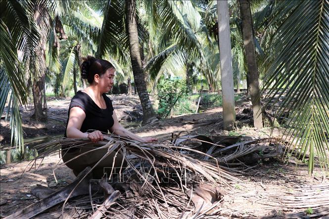 Bà Trần Thị Ngọc Mai tại ấp Vĩnh Yên, phường Long Đức (Vĩnh Long) ủ phân hữu cơ từ lá dừa khô để bón cho vườn dừa. Ảnh: Thanh Hòa - TTXVN