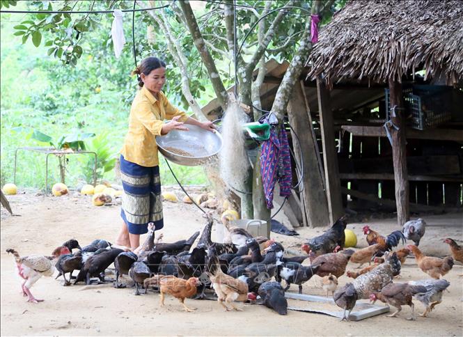 Người dân bản Hà Lẹc (xã Kim Ngân, tỉnh Quảng Trị) tái đầu tư chăn nuôi từ nguồn hỗ trợ chi trả giảm phát thải khí nhà kính. Ảnh: Tá Chuyên – TTXVN