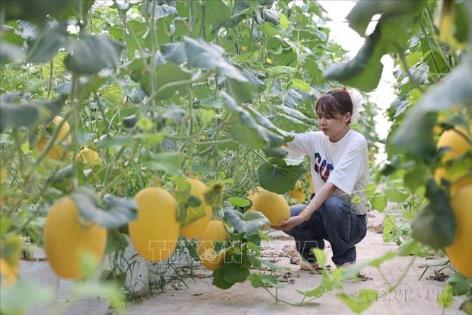 Việc ứng dụng công nghệ cao (UDCNC) vào sản xuất nông nghiệp đã giúp nông dân tỉnh Bà Rịa-Vũng Tàu sản xuất ổn định trong thời gian qua. Trong ảnh: Dưa lưới trồng trong nhà màng tại xã Long Tân, huyện Long Đất (Bà Rịa-Vũng Tàu). Ảnh: Hoàng Nhị - TTXVN